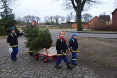 Weihnachtsbäume 2013